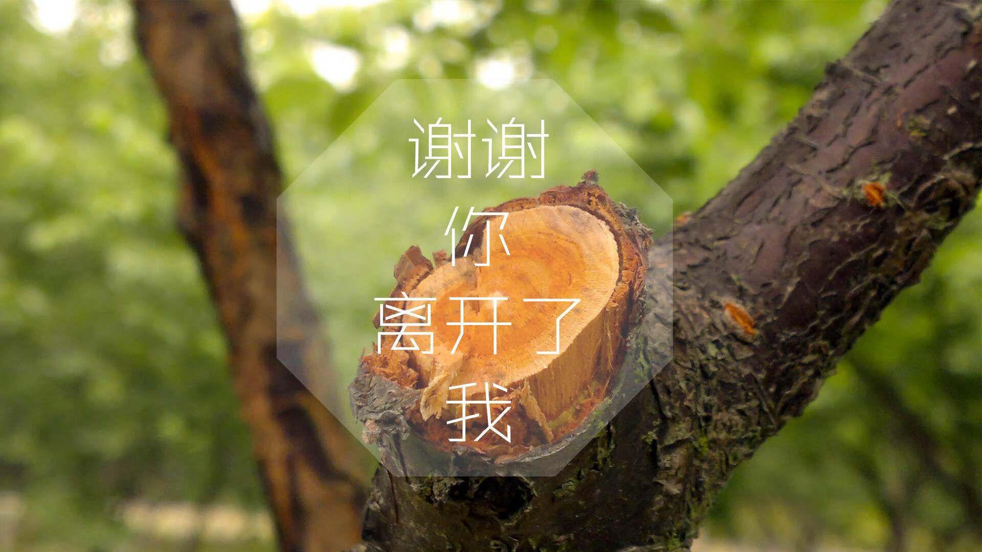 _老鹰速度快，场上节奏紧凑激烈_，老鹰飞得快不快