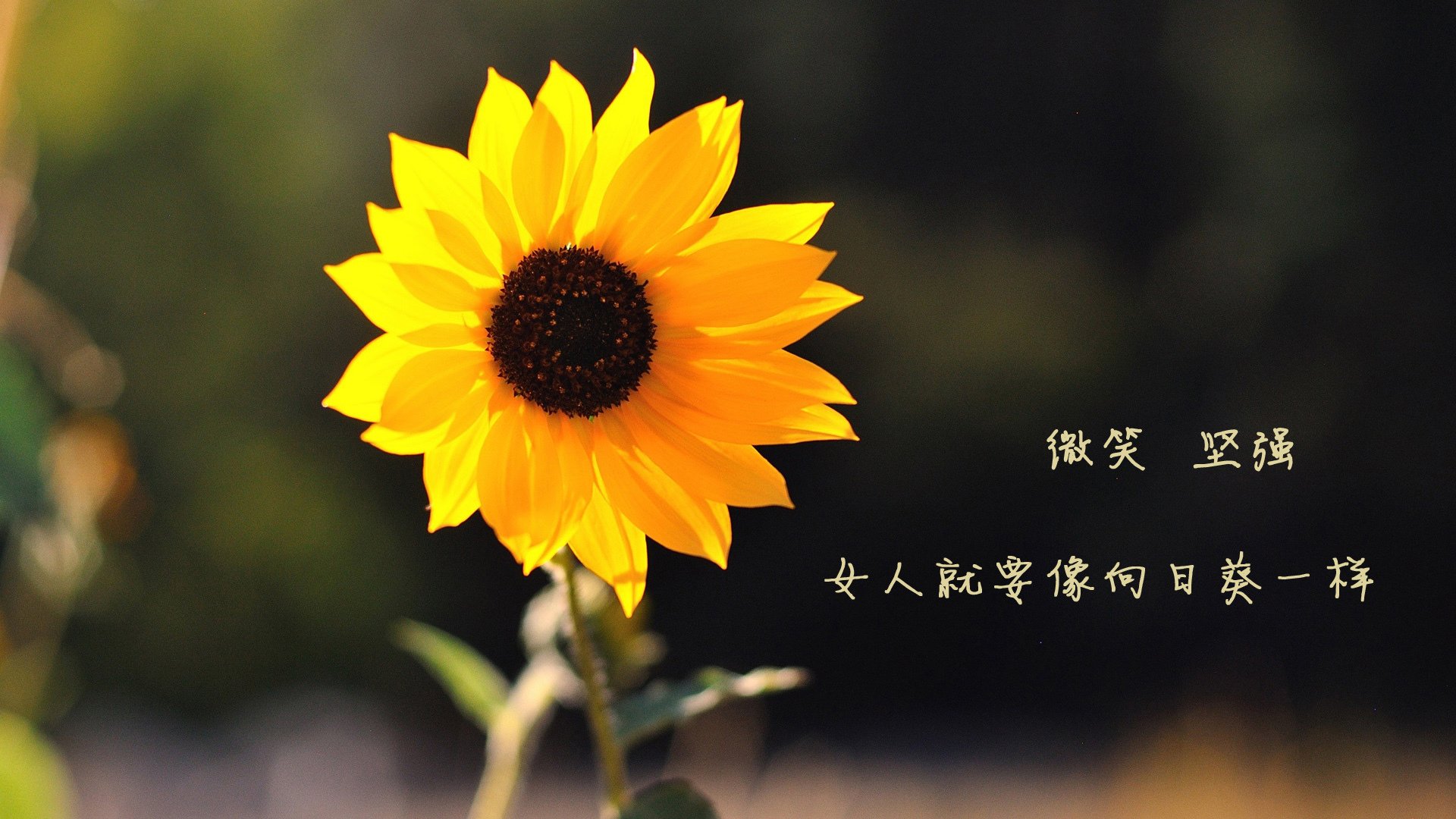 KAIYUNAPP-冠军梦的追逐：全景展望未来赛季，冠军梦图片