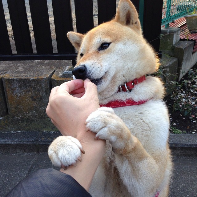 皇家社会中场组织者引领团队攻势,皇家社会阵型