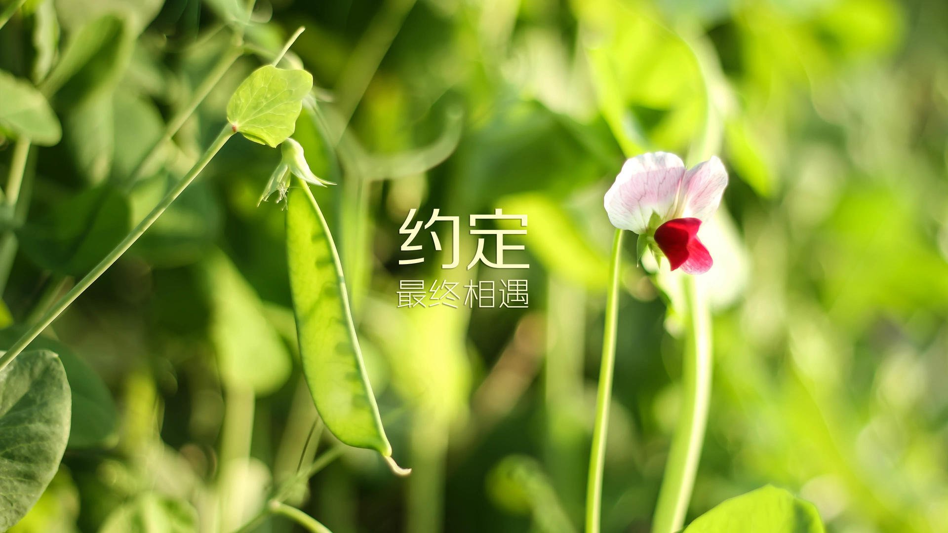 中国足球中场压制效果与控球率关联图，中场球员控球技巧