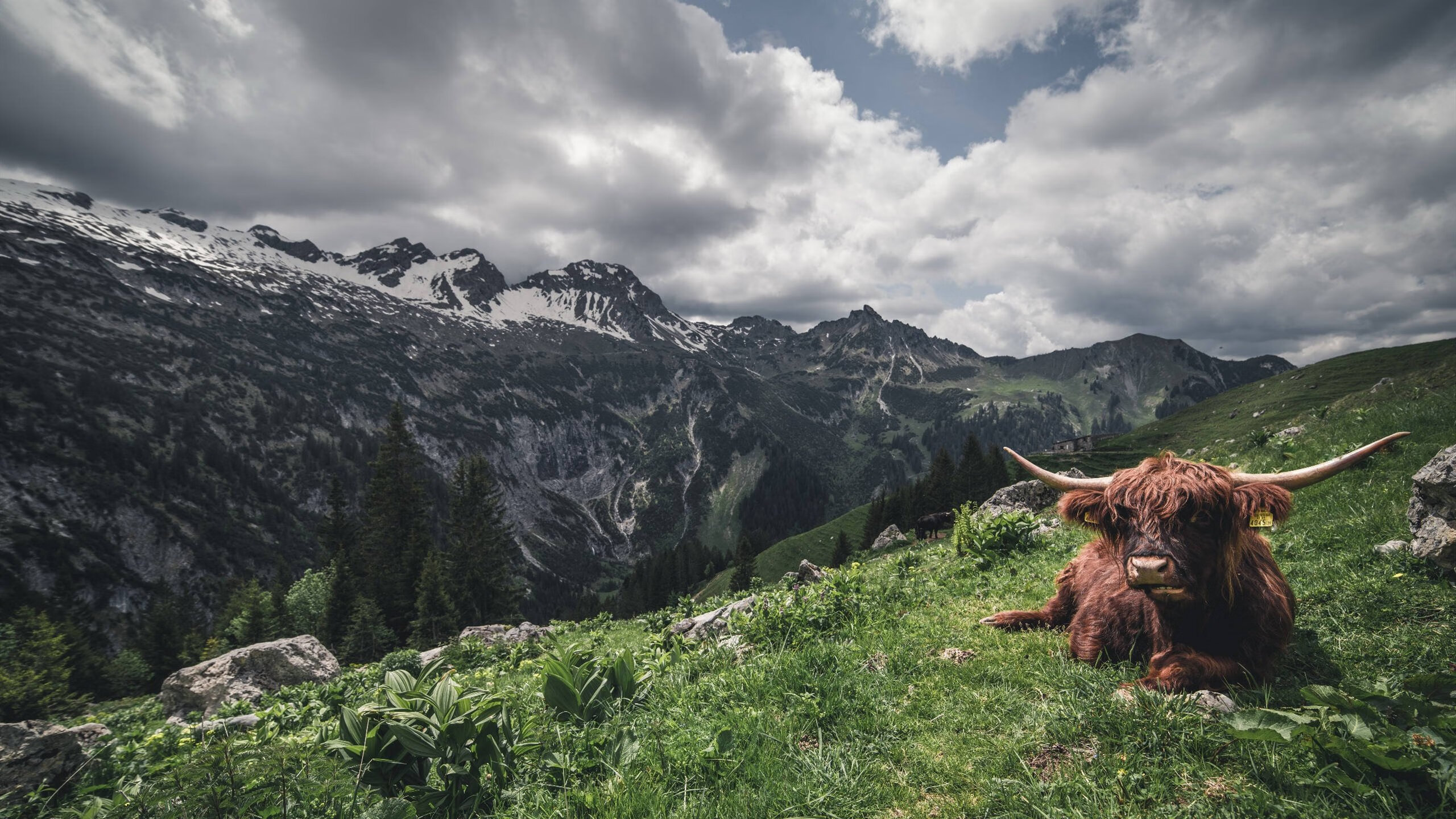 仰泳决赛美中澳三强缠斗，仰泳国际比赛视频