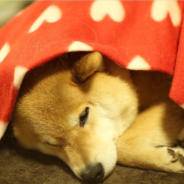 瑞典团队在2024年乒乓世界杯的胜利之道，瑞典世界乒乓球赛