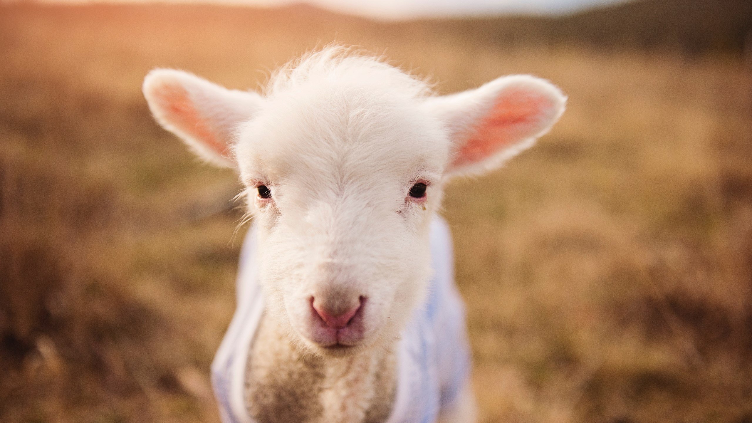 运动员日常营养标准首次公开发布，运动员营养要求