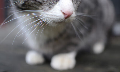 丁俊晖激战加时斯诺克大师赛,丁俊晖最新斯诺克