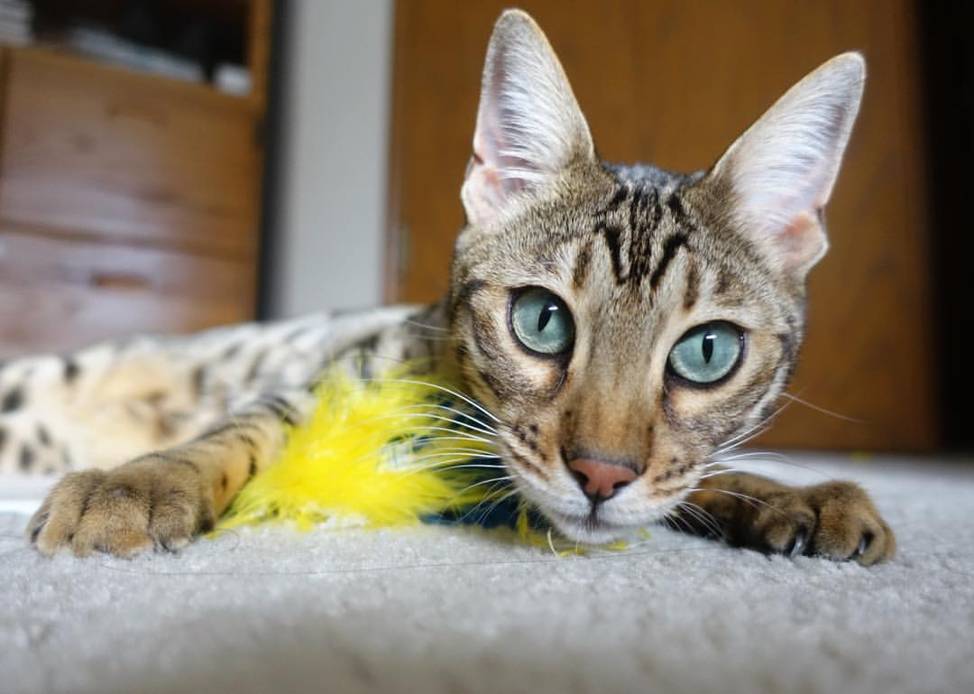 中超青训营举办家长开放日展示球员日常训练情况，中超青年球员新闻微博