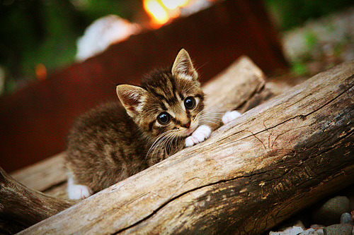 女子篮球提升快速反击效率增强比赛主动性,女子篮球怎么打