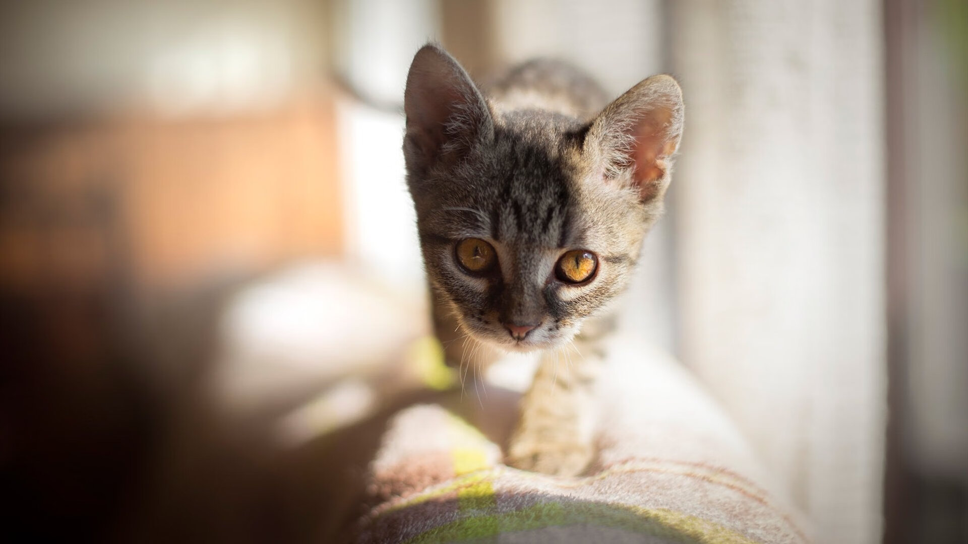 KAIYUN 中国大陆-曼联在英超大逆转，追赶领头羊位置