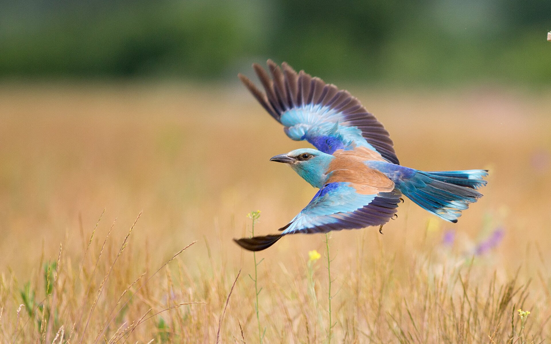 村超赛事将首次设立转播奖项鼓励地方媒体参与