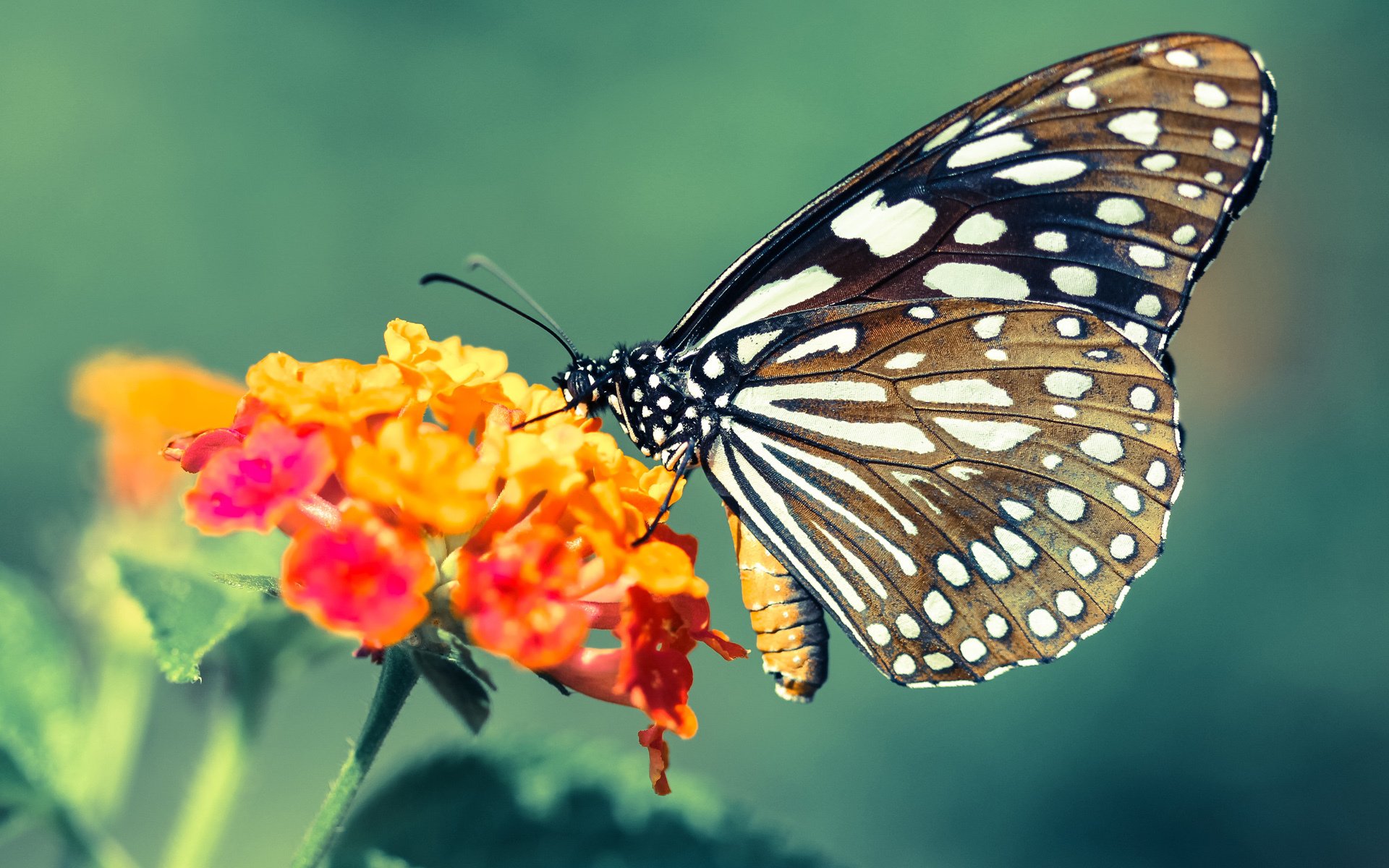 开云网页版-球队医疗团队引入冷疗技术，加速球员恢复，球员冷冻疗法