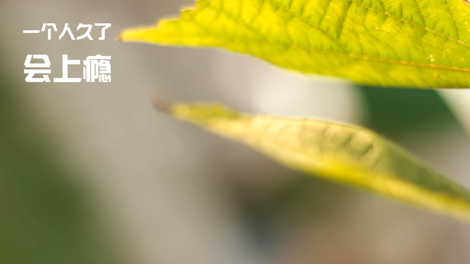 开云官网-转会窗口开启在即，多队视线锁定新星前锋，转会新闻汇总